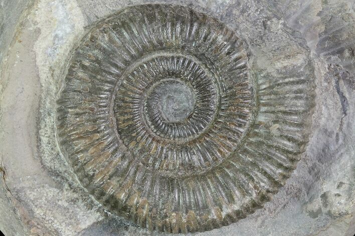 Dactylioceras Ammonite Fossil - England #84941